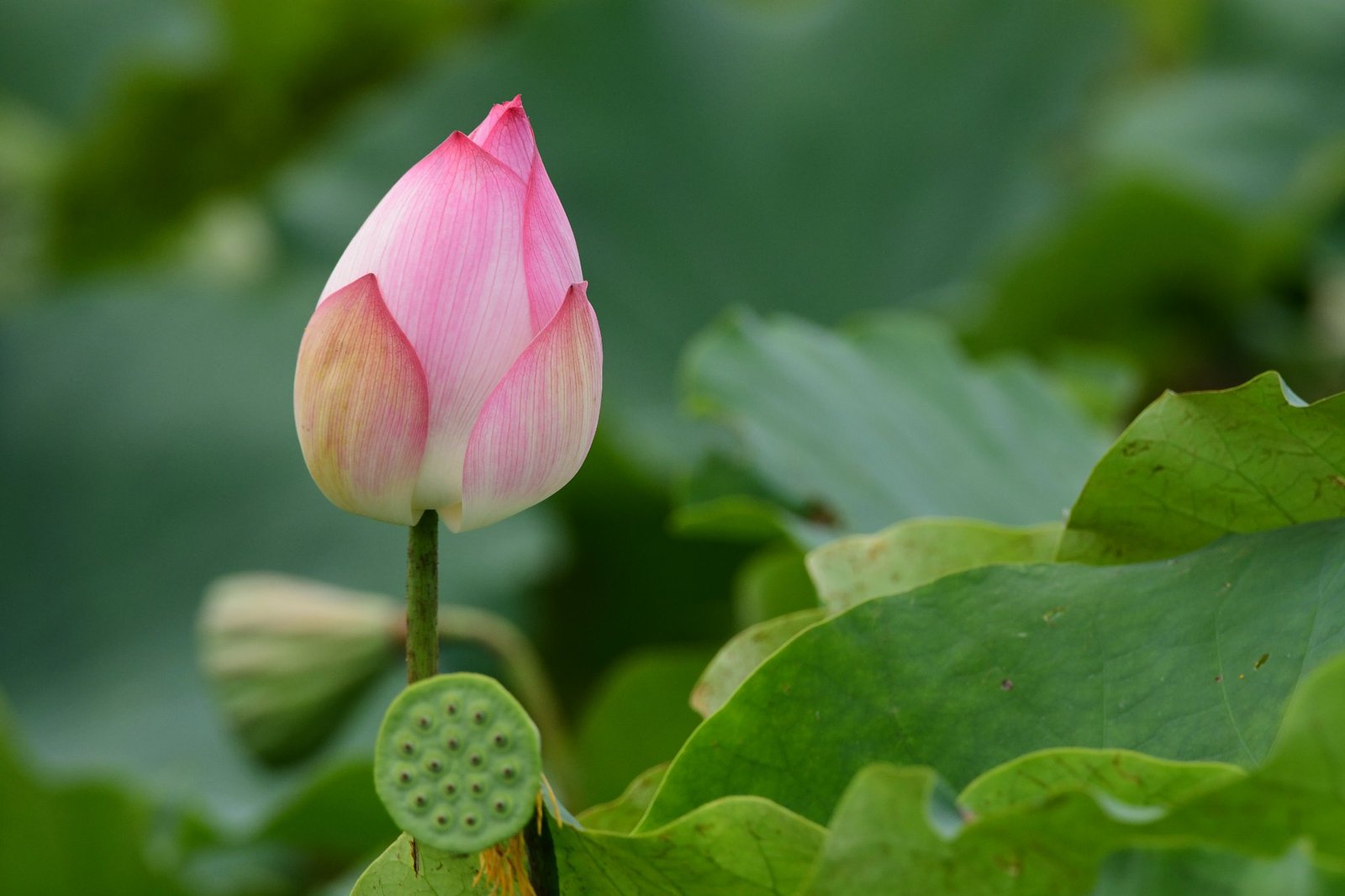 我是初發心菩薩──菩薩戒受戒感想