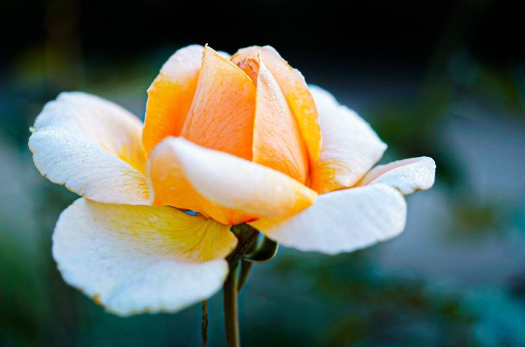 What should serve as the foundation, the guiding principle, and the ultimate goal of meditation practice?